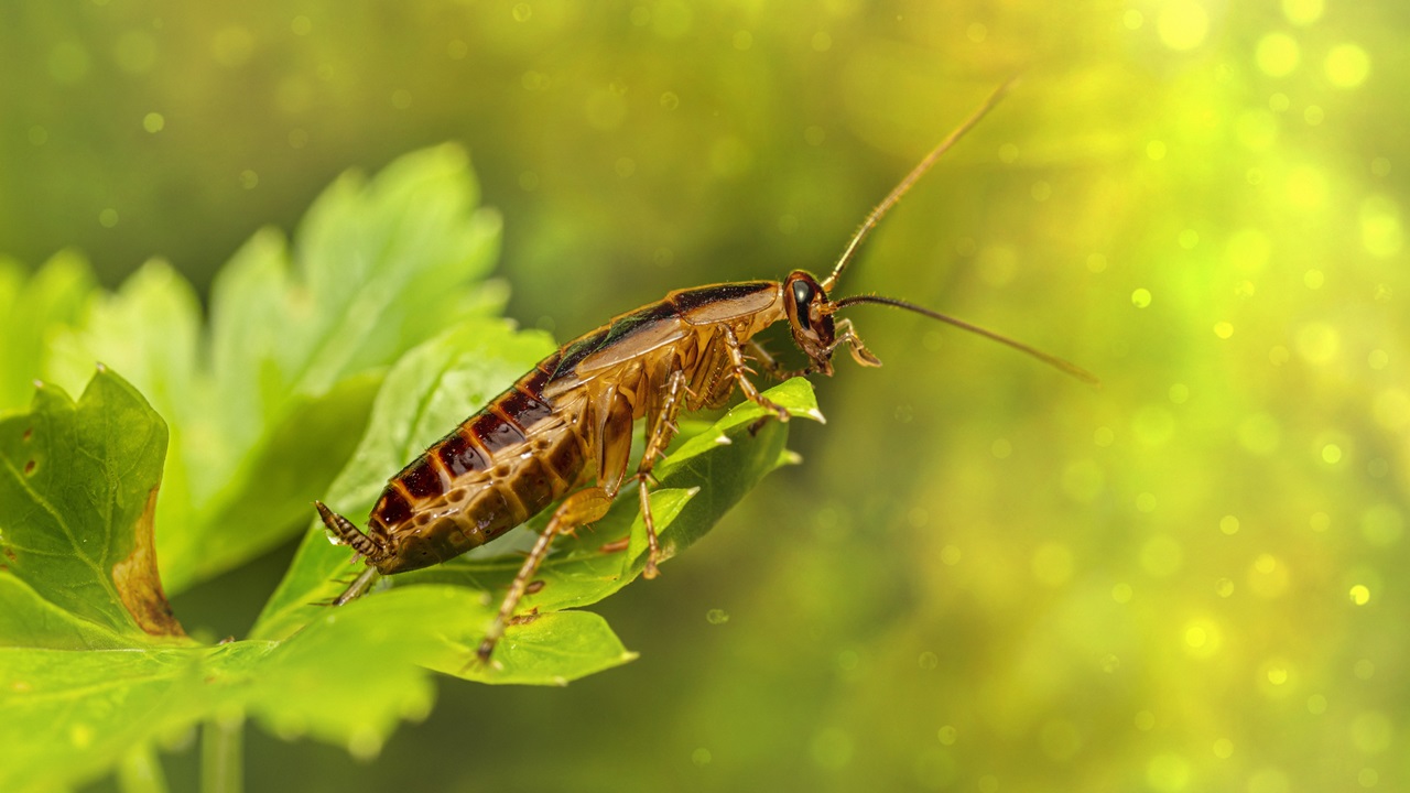 Cómo atrapar cucarachas | © Pixabay.com