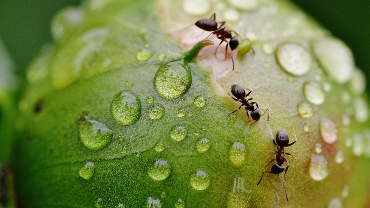 Cómo atrapar hormigas | © Pixabay.com