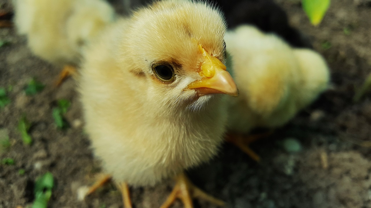 Cómo criar gallinas | © Pixabay.com