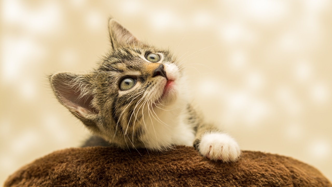 Cómo criar gatos | © Pixabay.com