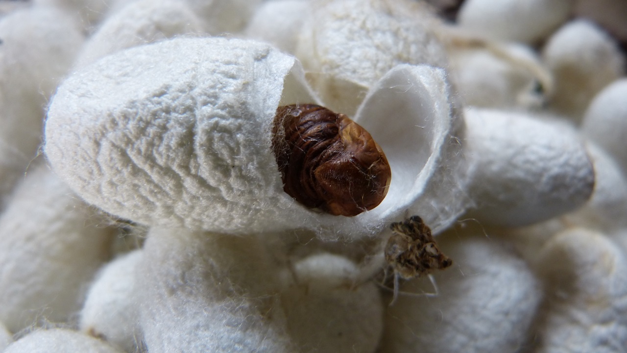 Cómo criar gusanos de seda | © Pixabay.com