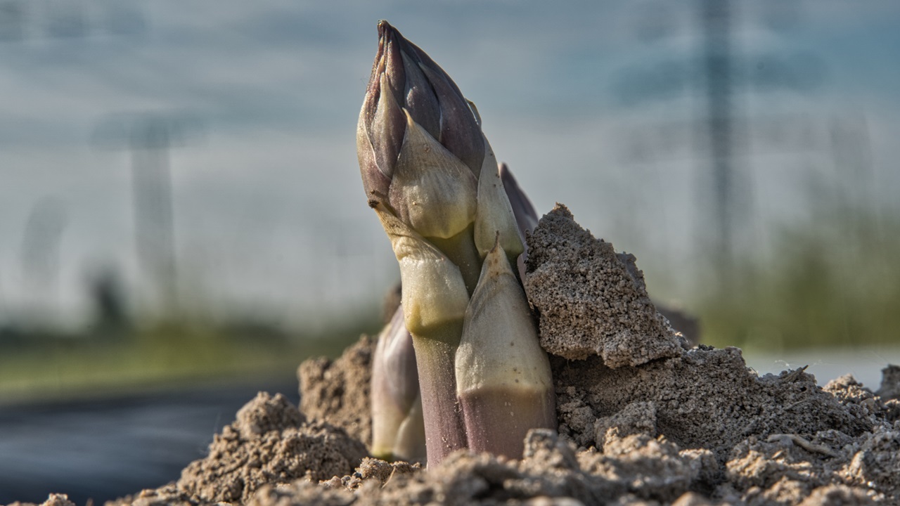 Cómo cultivar espárragos | © Pixabay.com