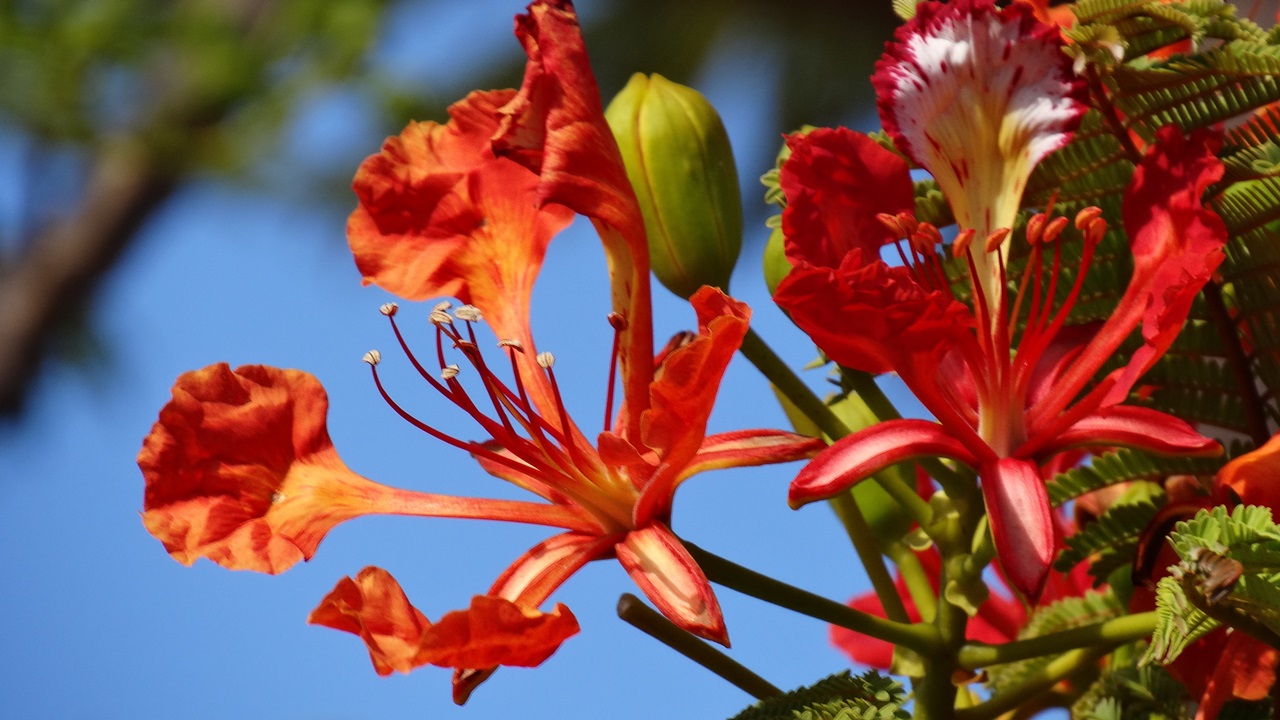 Cómo cultivar flamboyán | © Pixabay.com
