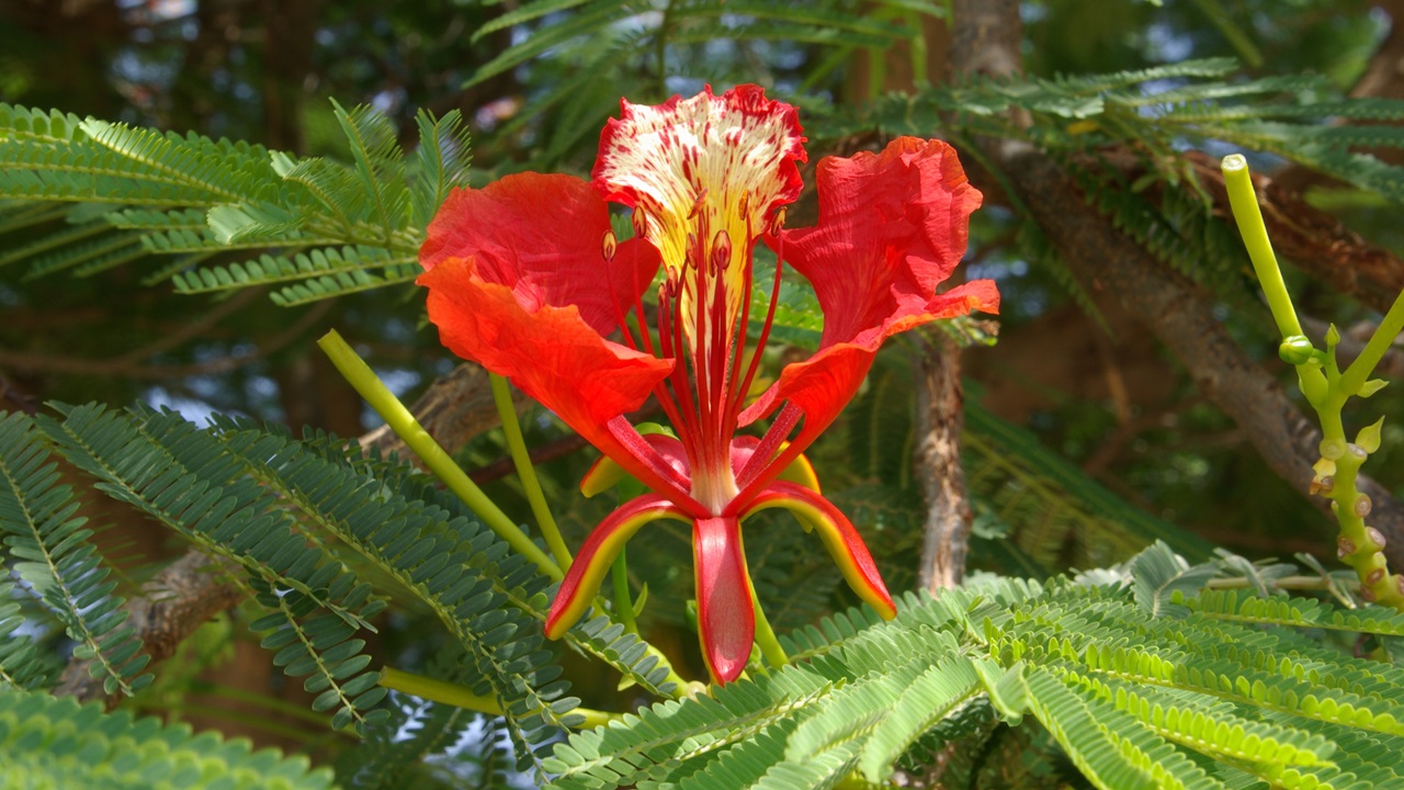 Cómo cultivar flamboyán | © Pixabay.com