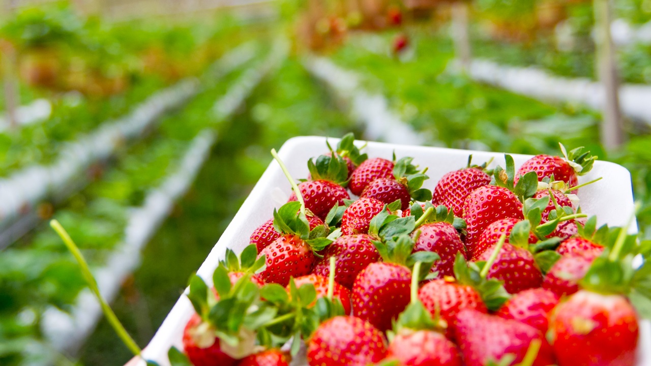 Cómo cultivar fresas | © Pixabay.com