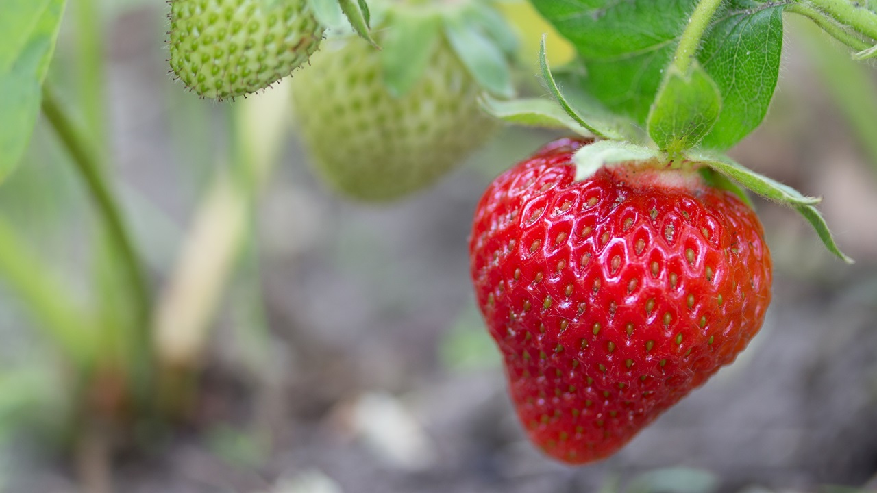 Cómo cultivar fresas | © Pixabay.com
