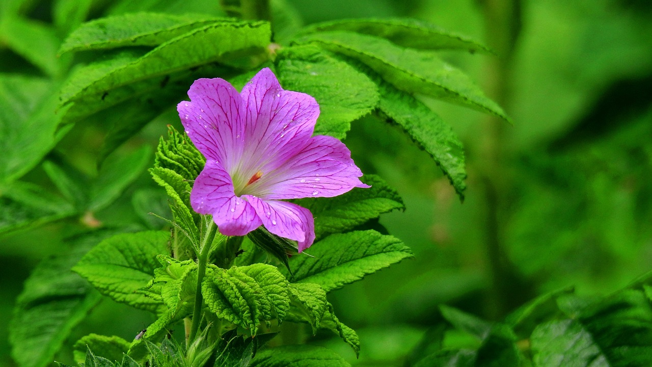 Cómo cultivar geranios | © Pixabay.com