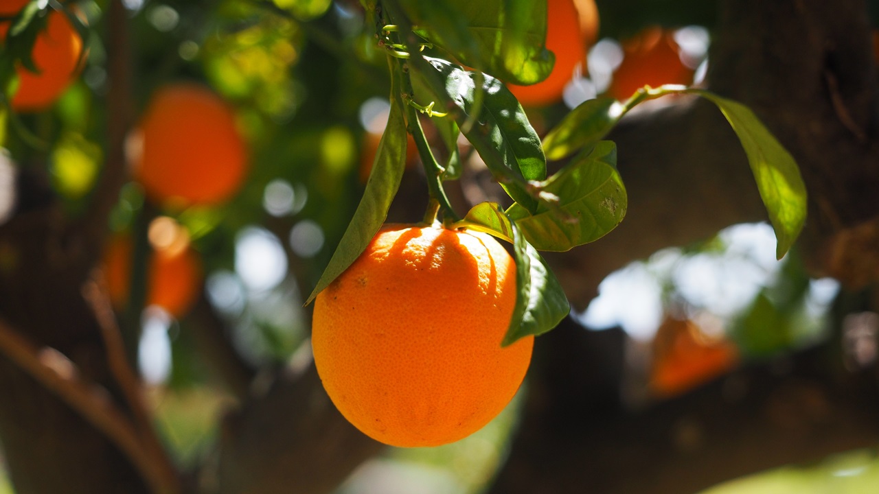 Cómo cultivar naranja | © Pixabay.com