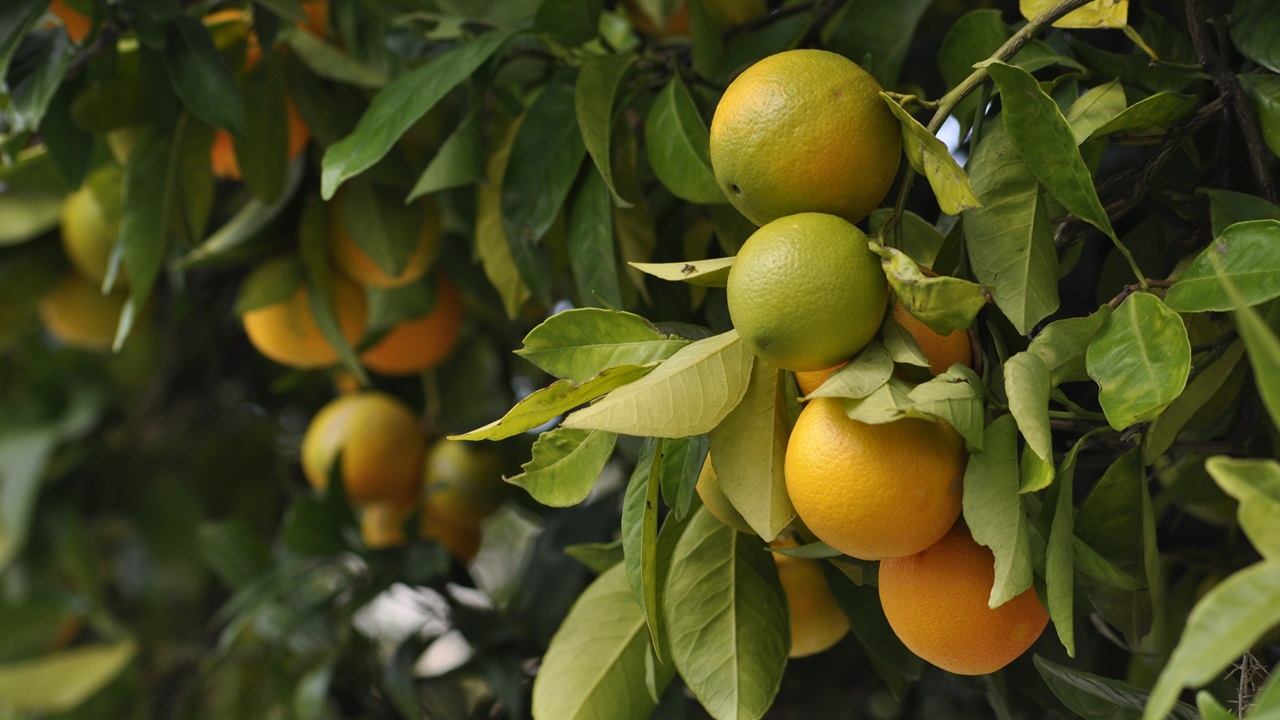Cómo cultivar naranja | © Pixabay.com
