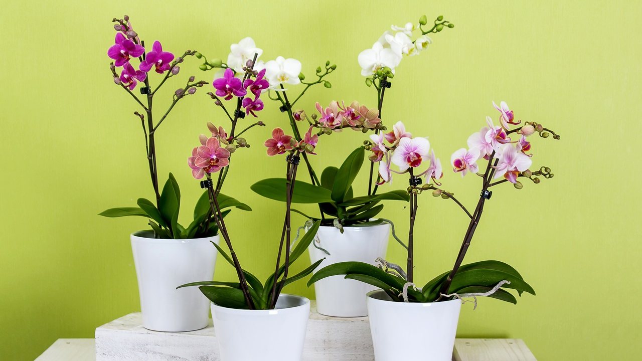 Cómo cultivar orquídeas | © Pixabay.com