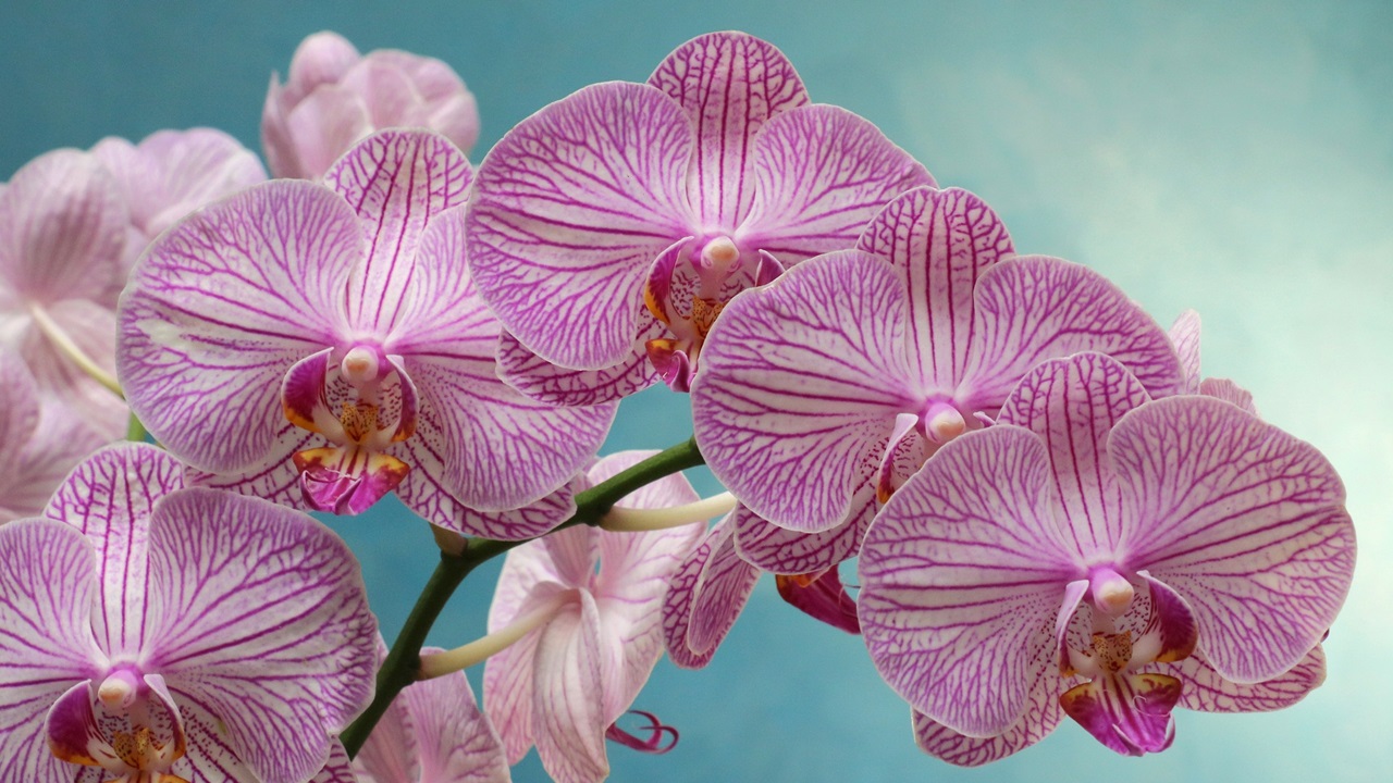 Cómo cultivar orquídeas | © Pixabay.com