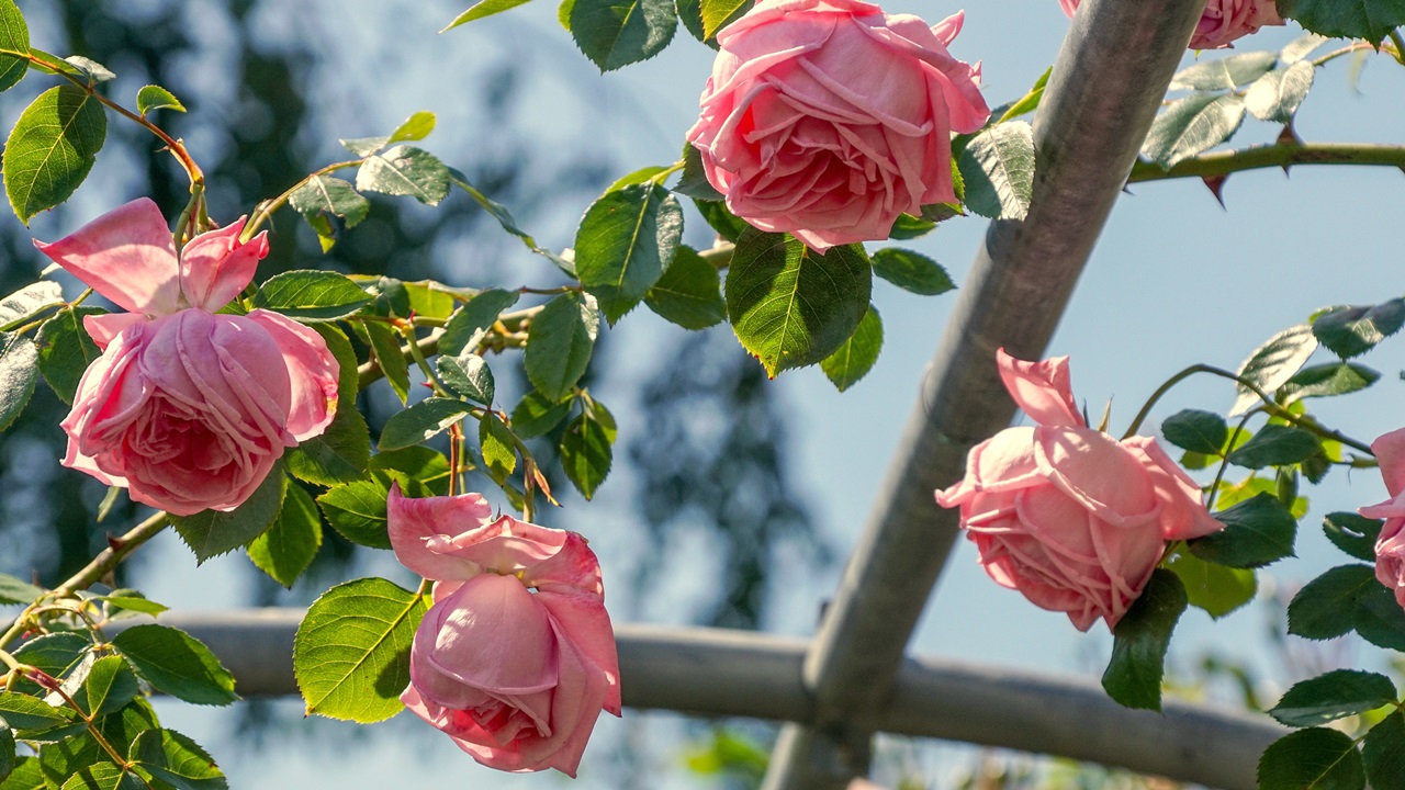 Cómo cultivar rosales | © Pixabay.com
