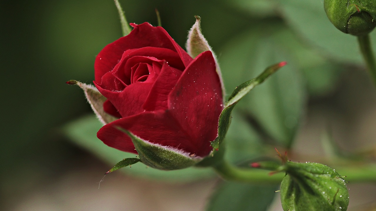 Cómo cultivar rosales | © Pixabay.com