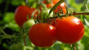 Cómo cultivar tomates