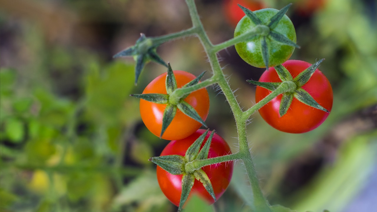 Cómo cultivar tomates | © Pixabay.com