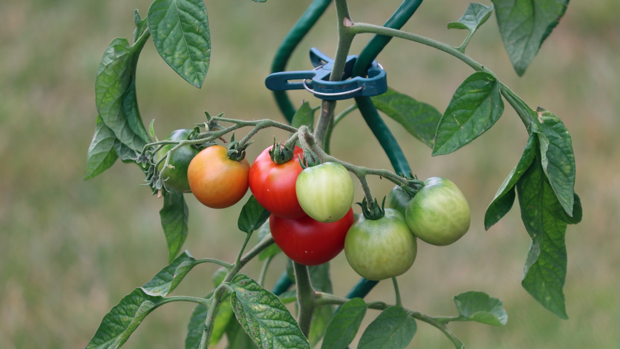 Cómo cultivar tomates | © Pixabay.com