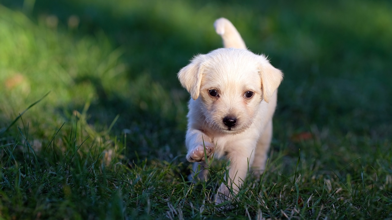 Cómo enseñar a un cachorro a no morder | © Pixabay.com