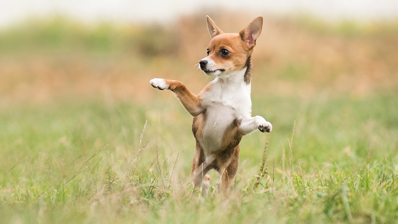 Cómo enseñar trucos a tu perro | © Pixabay.com