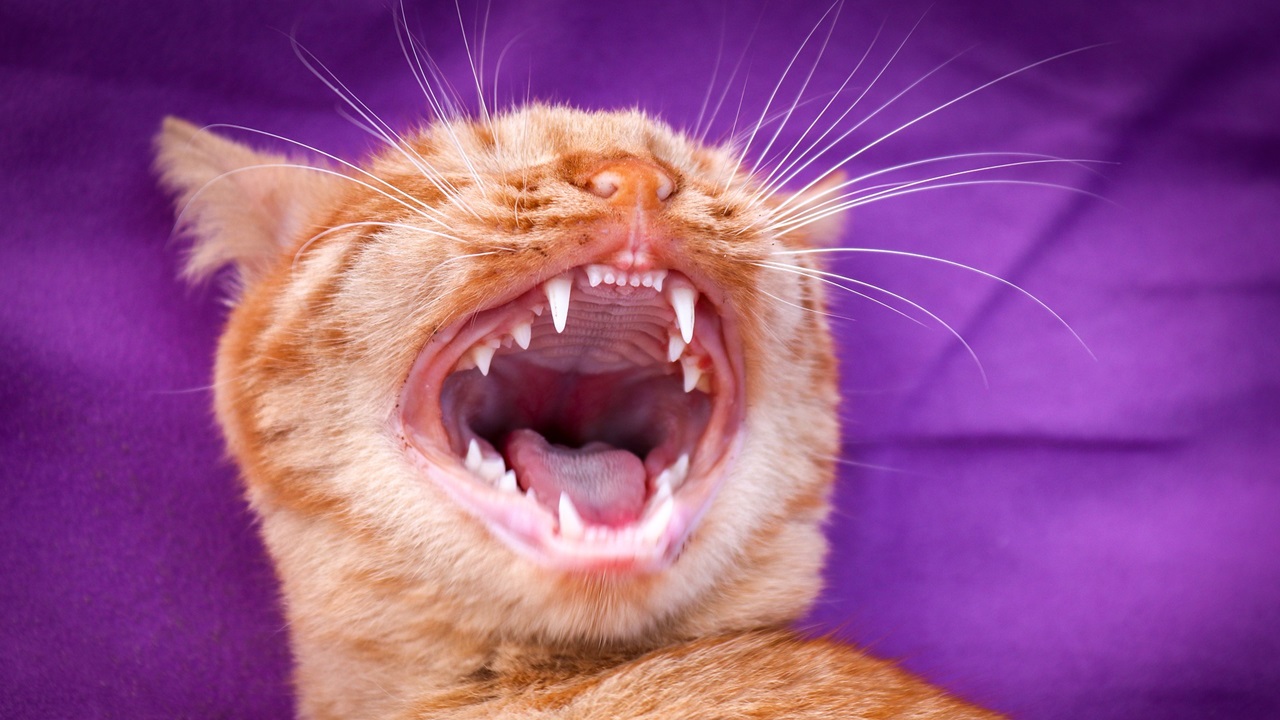 Cómo limpiar dientes a un gato | © Pixabay.com