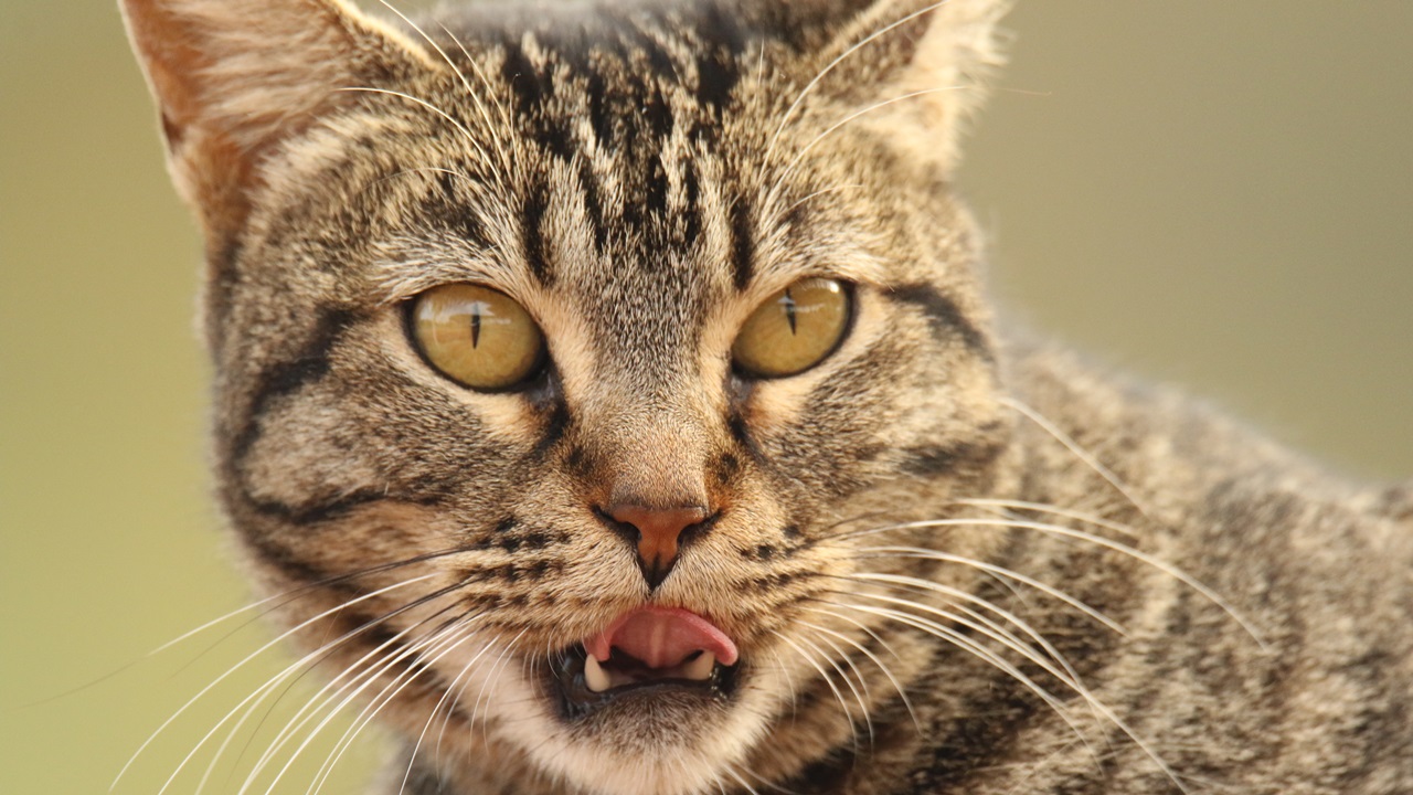 Cómo limpiar dientes a un gato | © Pixabay.com