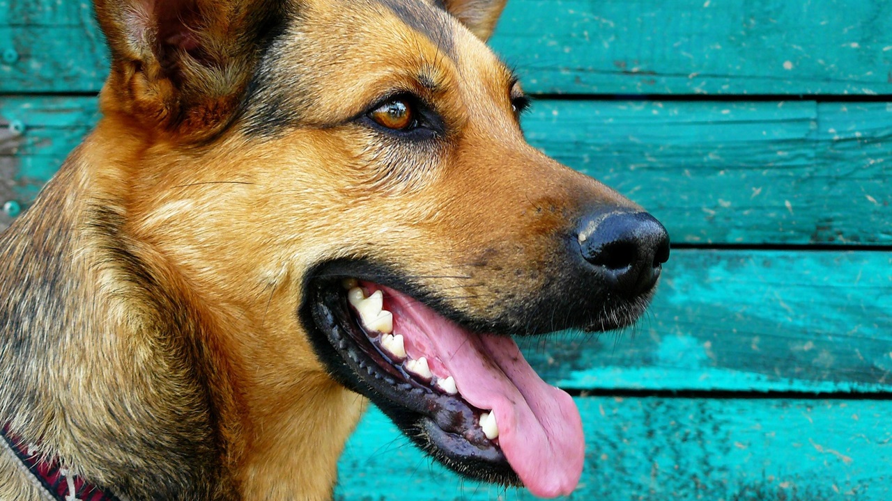 Cómo limpiar dientes a un perro | © Pixabay.com