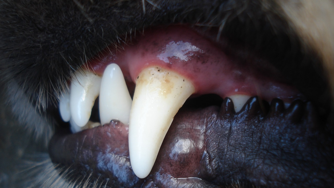 Cómo limpiar dientes a un perro | © Pixabay.com