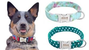 🐕‍🦺 9 Tips de Originales Collares para perro en AliExpress