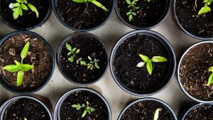 Come avviare un orto: 10 consigli essenziali per il successo