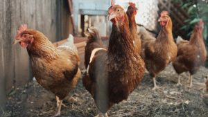 10 consigli per allevare polli da carne sani e produttivi
