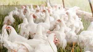 10 consigli per allevare un branco di polli sano e produttivo