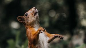 10 consigli per allevare e curare i cuccioli di scoiattolo