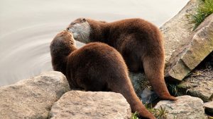 10 consigli per allevare e curare le lontre