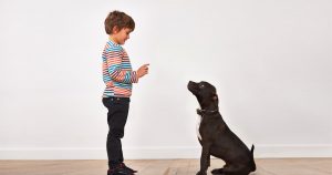 Come addestrare il tuo cane: consigli efficaci per un compagno canino ben educato