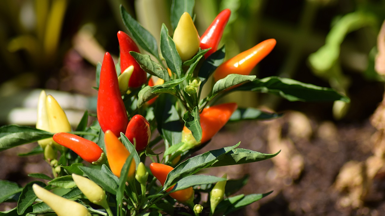 Как выращивать перец | © Pixabay.com