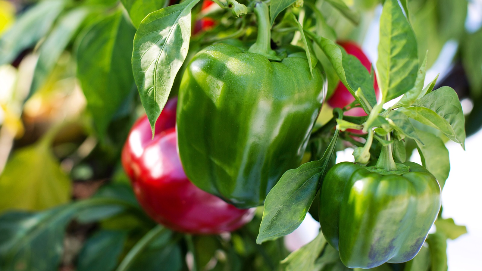 Ako pestovať papriky
