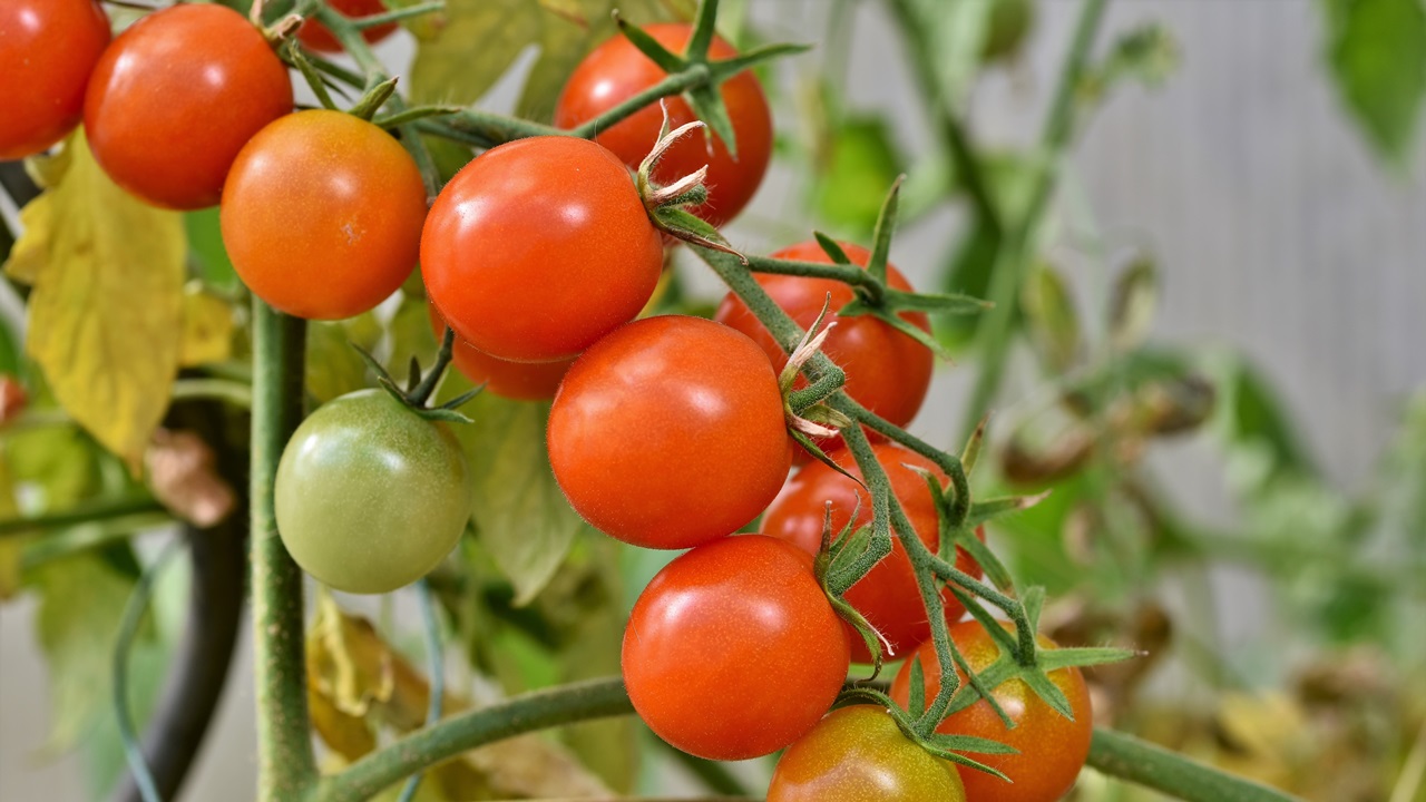 Ako pestovať paradajky