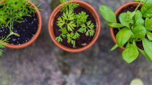 10 Tips for Growing Delicious Herbs in Your Garden