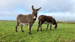 10 Tips for Raising Healthy and Happy Donkeys