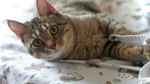 A Comprehensive Guide to Choosing the Perfect Cat Breed for You