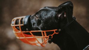 How to Choose the Right Muzzle for Your Dog: A Comprehensive Guide