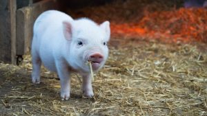 10 Tips for Raising Healthy and Productive Pigs