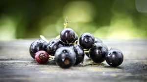 10 Tips for Growing Currants at Home