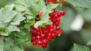 10 Tips for Growing Red Currant at Home