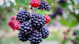 10 Tips for Growing Blackberries at Home