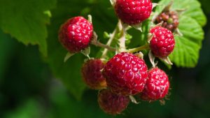 How to Grow Raspberries at Home: 10 Tips for a bountiful harvest