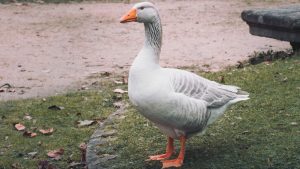 10 Tips for Raising a Healthy and Happy Goose