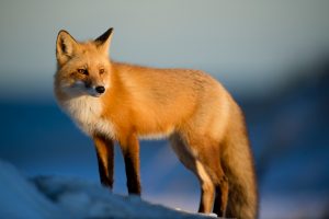 10 Tips for Raising and Caring for Foxes